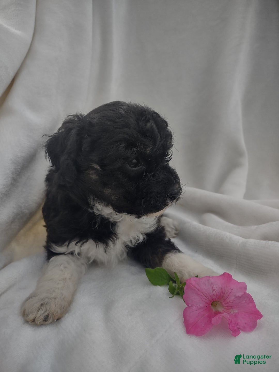 Chipoo dogs for sale: Jezz - Ad 6