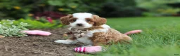 Cavapoo dogs for sale: Hunter - Ad 5