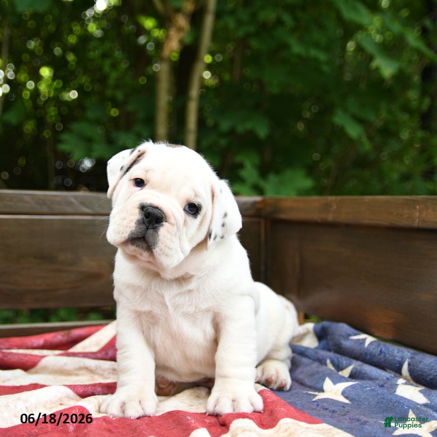 Olde English Bulldogge dogs Scooter - Ad 1