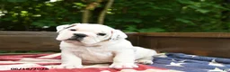 Olde English Bulldogge dogs for sale: Scooter - Ad 1