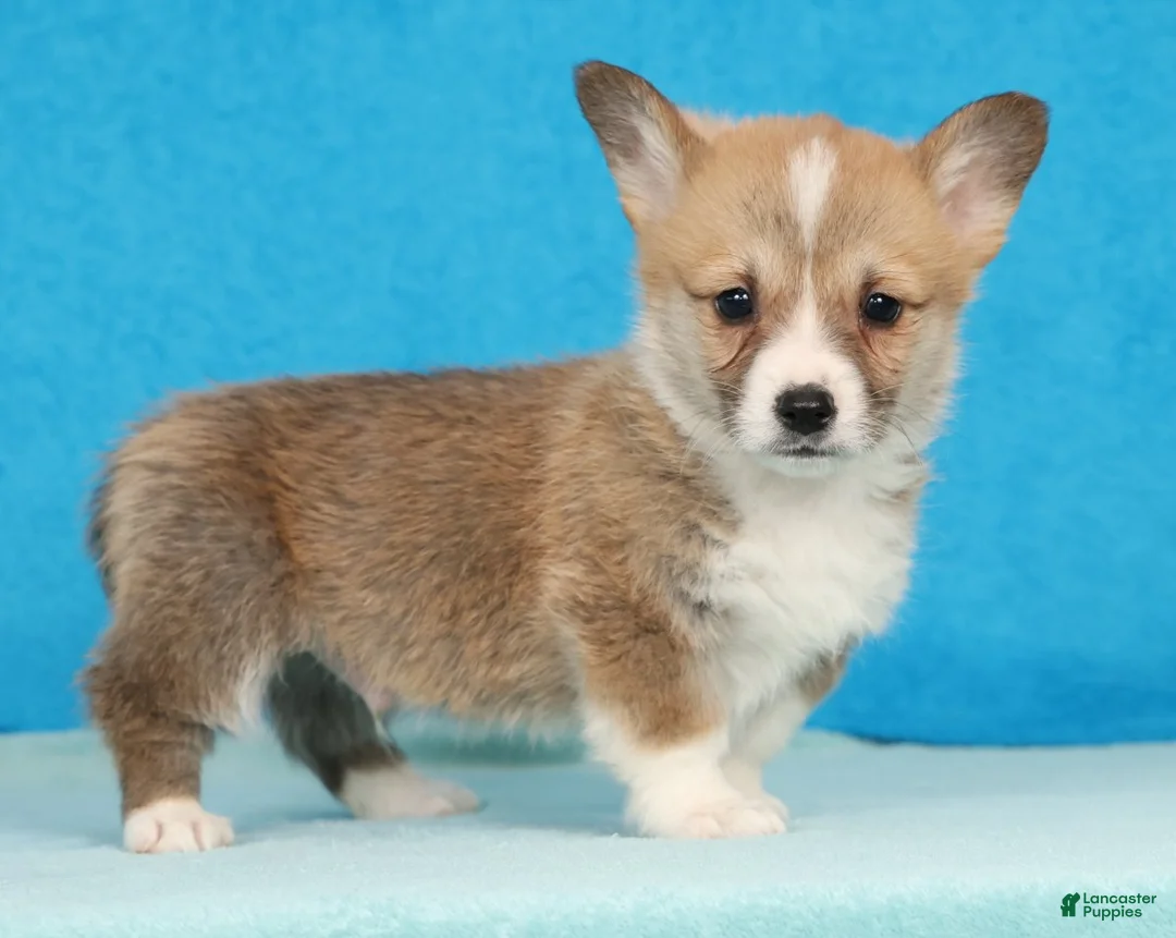 Welsh Corgi Pembroke dogs for sale: Fred - Ad 2