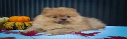 Pomeranian dogs for sale: 🐾 Meet Rosco — A Bouncy Little Ball of Fluff! 🐾 - Ad 8
