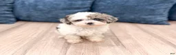 Yorkiepoo dogs for sale: Sara - Ad 1