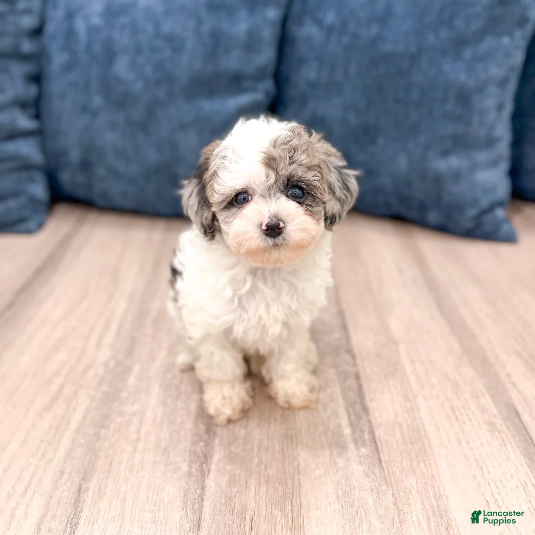 Yorkiepoo dogs for sale: Sara - Ad 1