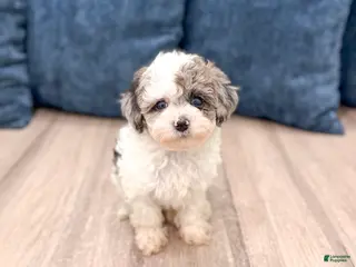 Yorkiepoo dogs for sale: Sara - Ad 2