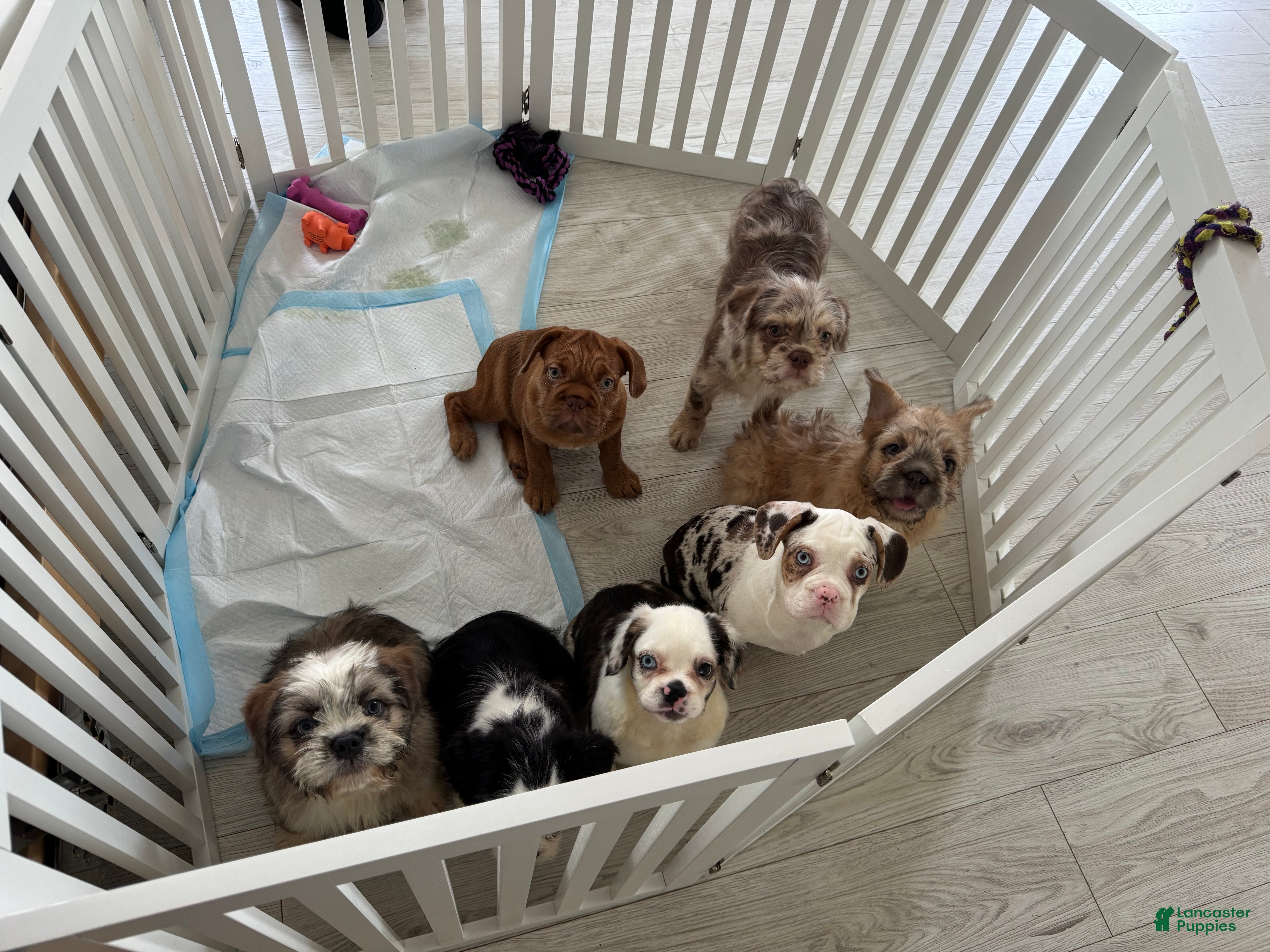 French Bulldog dogs Biggie - Ad 15
