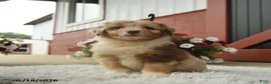 Angelo