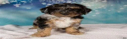 Mini Bernedoodle dogs for sale: Carson - Ad 5