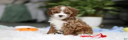 Cavapoo dogs for sale: Theo - Ad 8