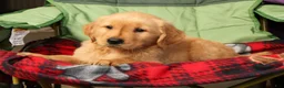 Golden Retriever dogs for sale: Ben - Ad 7