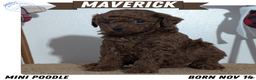 Miniature Poodle dogs for sale: Maverick  - Ad 1