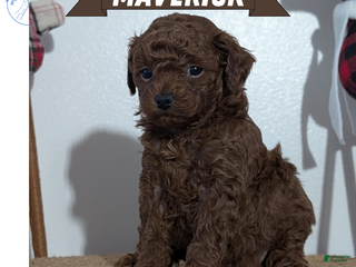 Miniature Poodle dogs Maverick - Ad 5