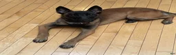 Belgian Malinois dogs for sale: Belgian Malinois 1 - Ad 1