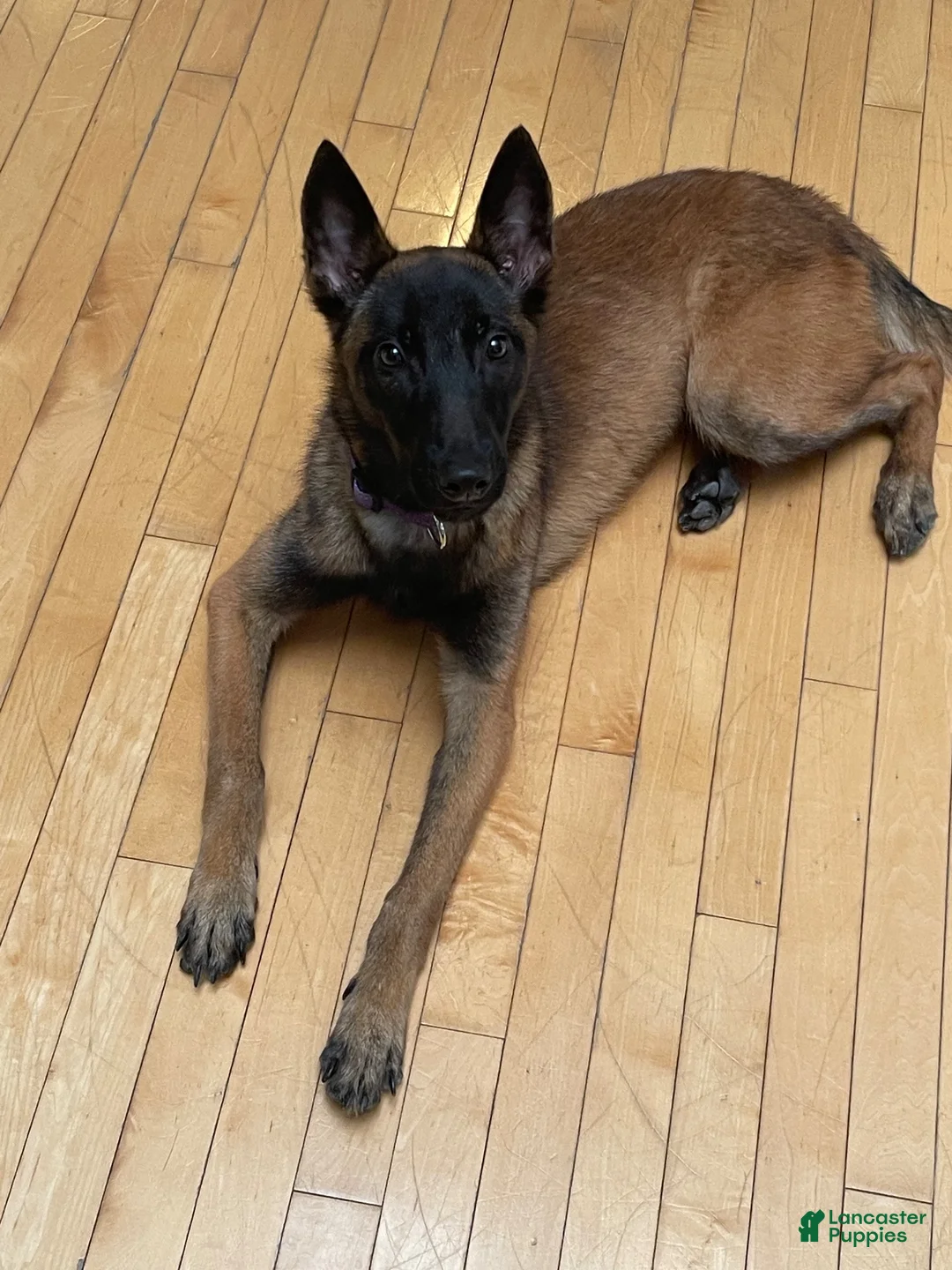 Belgian Malinois dogs for sale: Belgian Malinois 1 - Ad 1
