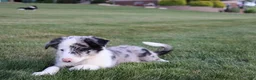 Border Collie dogs for sale: Chance - Ad 5