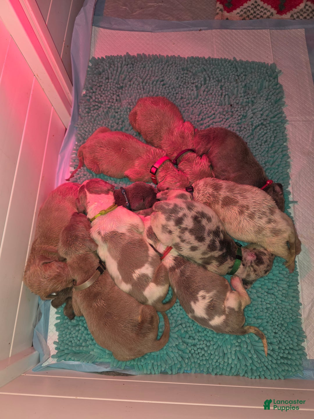 Great Dane dogs for sale: Great Dane Puppy 1 - Ad 4