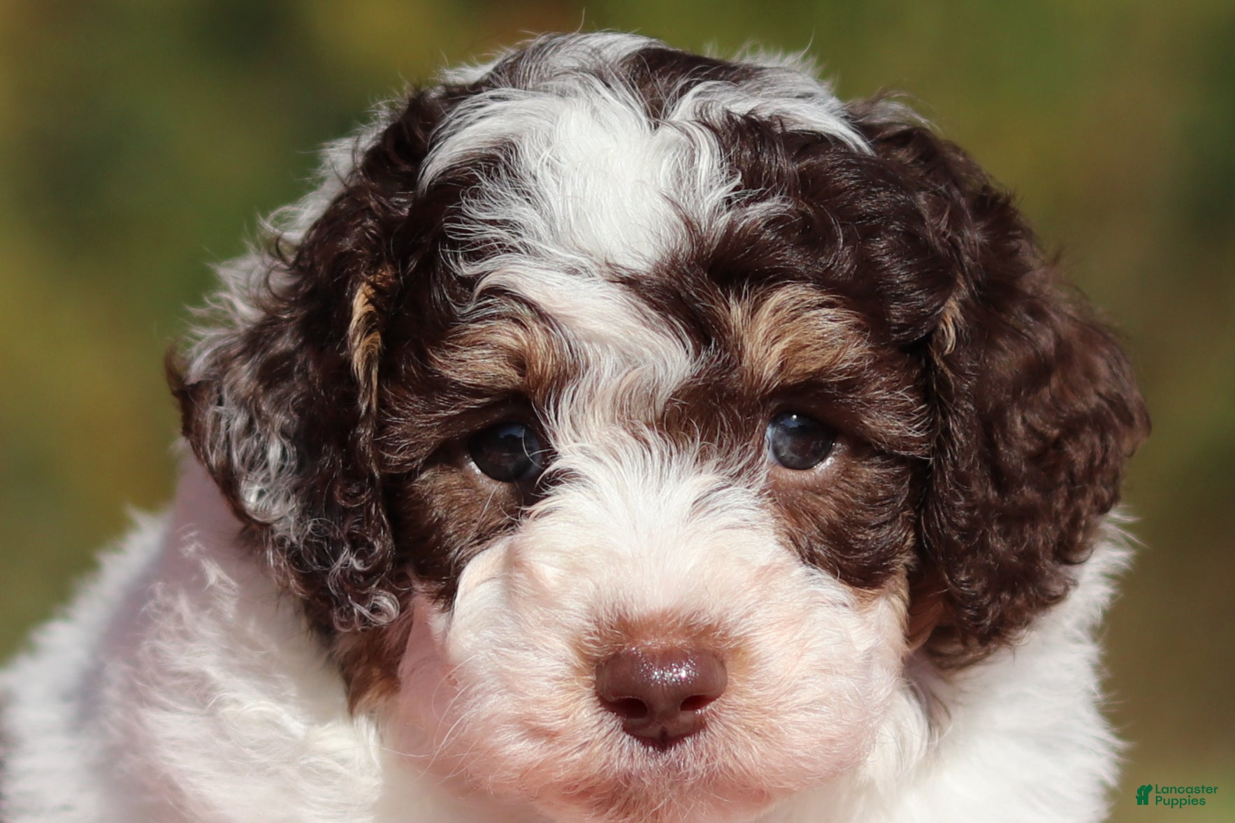 Miniature Poodle dogs Judd (AKC) - Ad 1