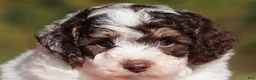 Miniature Poodle dogs for sale: Judd (AKC) - Ad 1