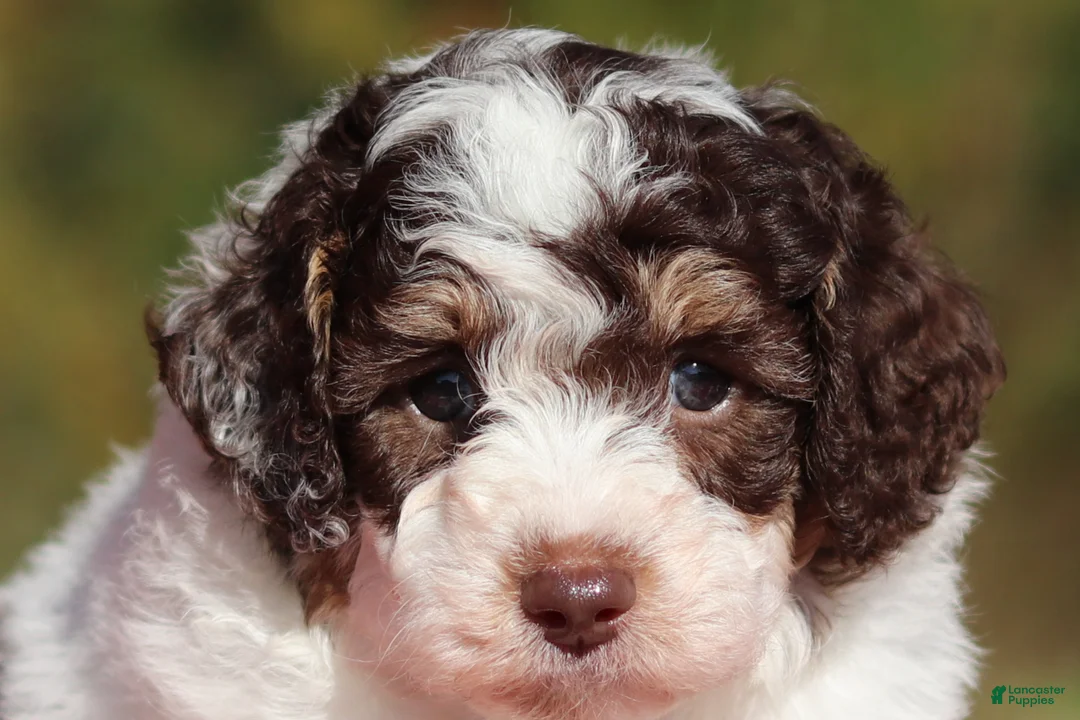 Miniature Poodle dogs for sale: Judd (AKC) - Ad 1