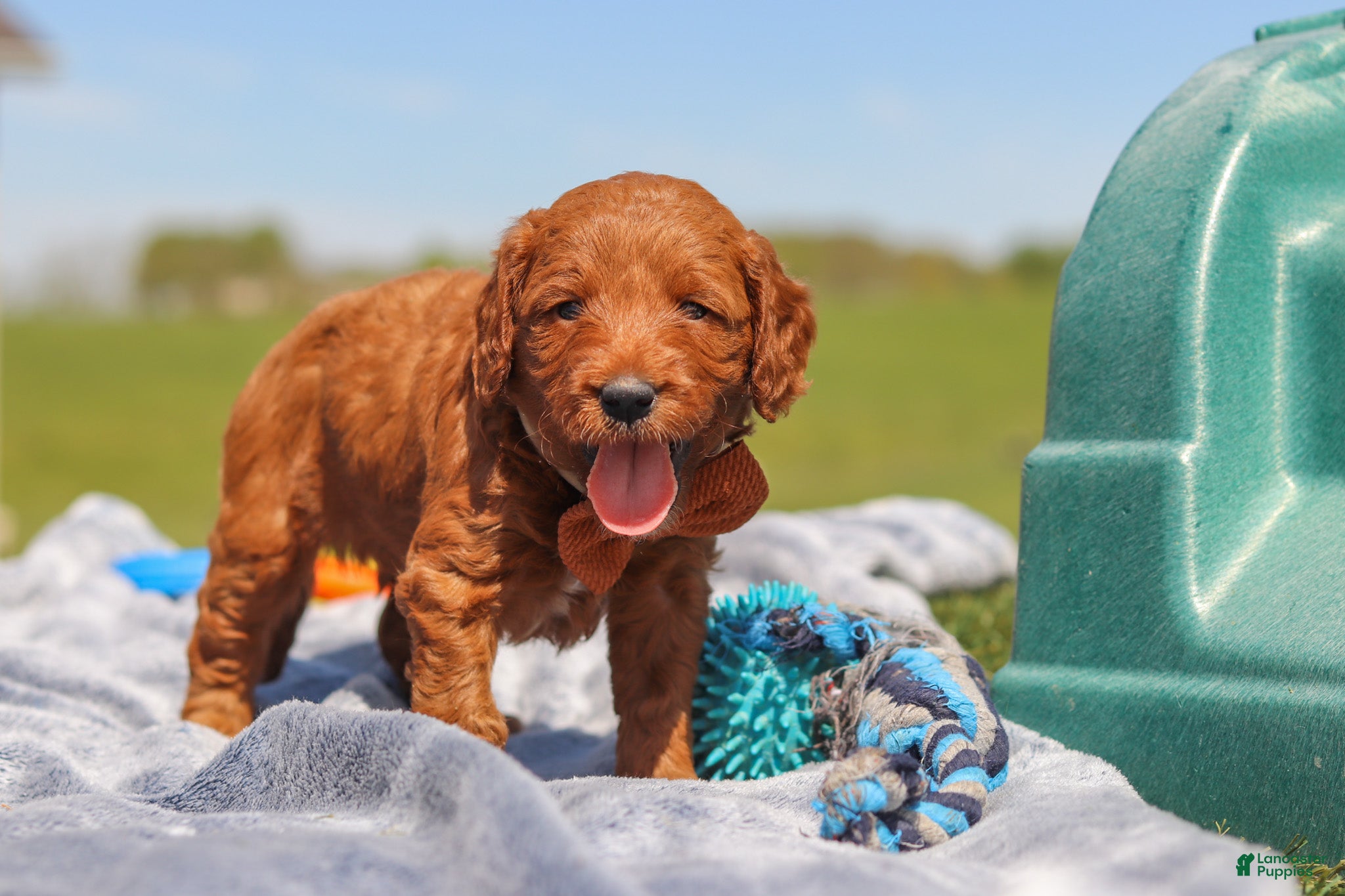 Mini Goldendoodle dogs Calvin - Ad 1