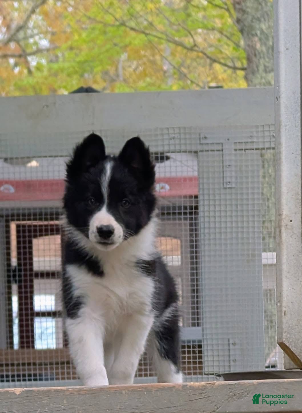 Border Collie dogs Male 2 - Ad 23