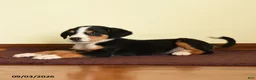 Greater Swiss Mountain Dog dogs for sale: Elisha - Ad 3