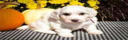 Maltese dogs for sale: Dream🌸 - Ad 5
