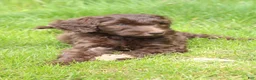 Labradoodle dogs for sale: Eros - Ad 2