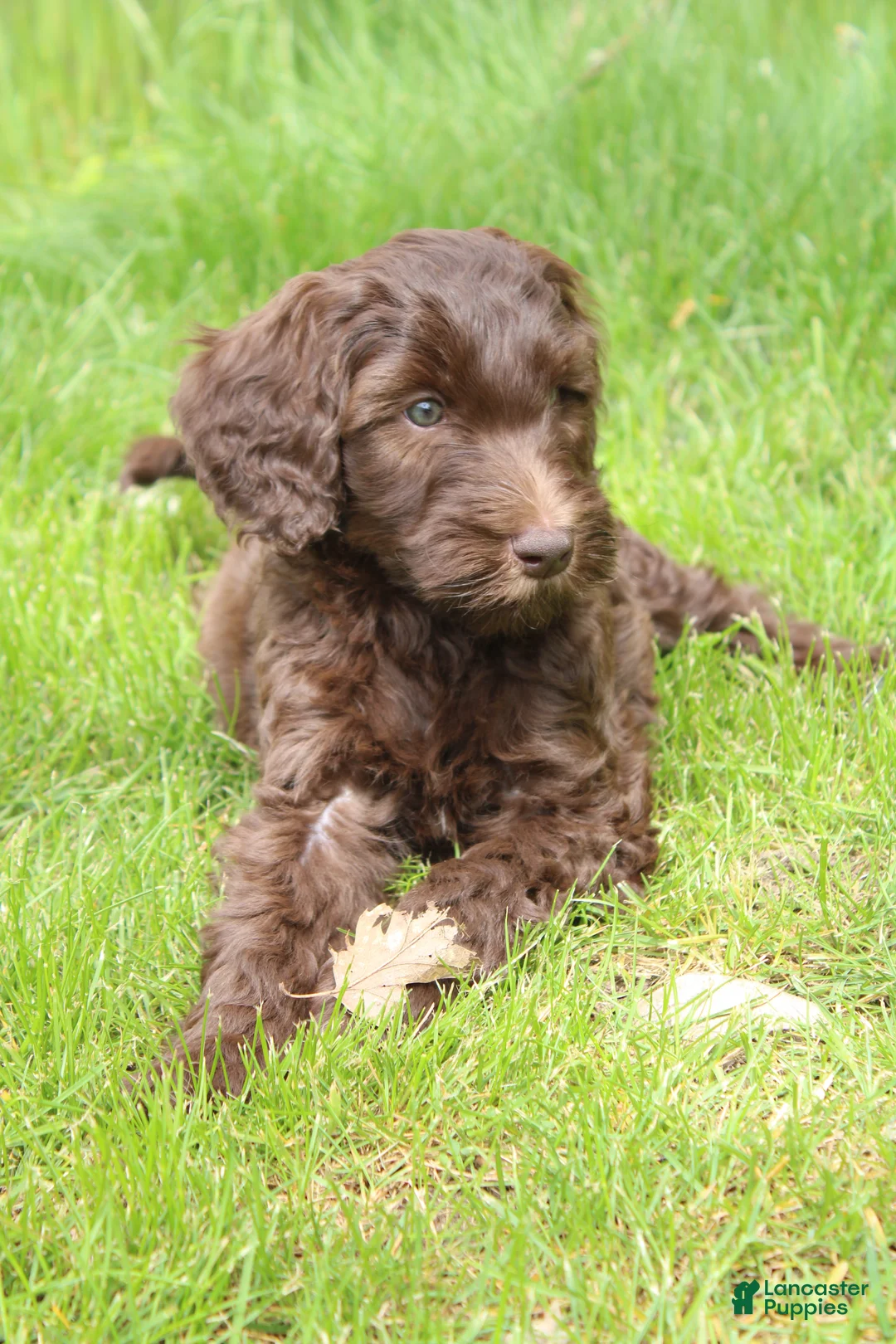Labradoodle dogs for sale: Eros - Ad 2