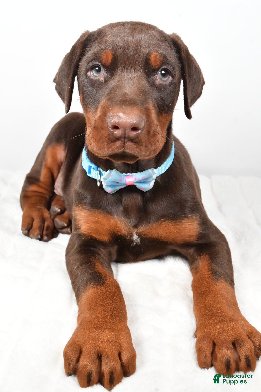 Doberman Pinscher dogs for sale: Wyatt - Ad 4
