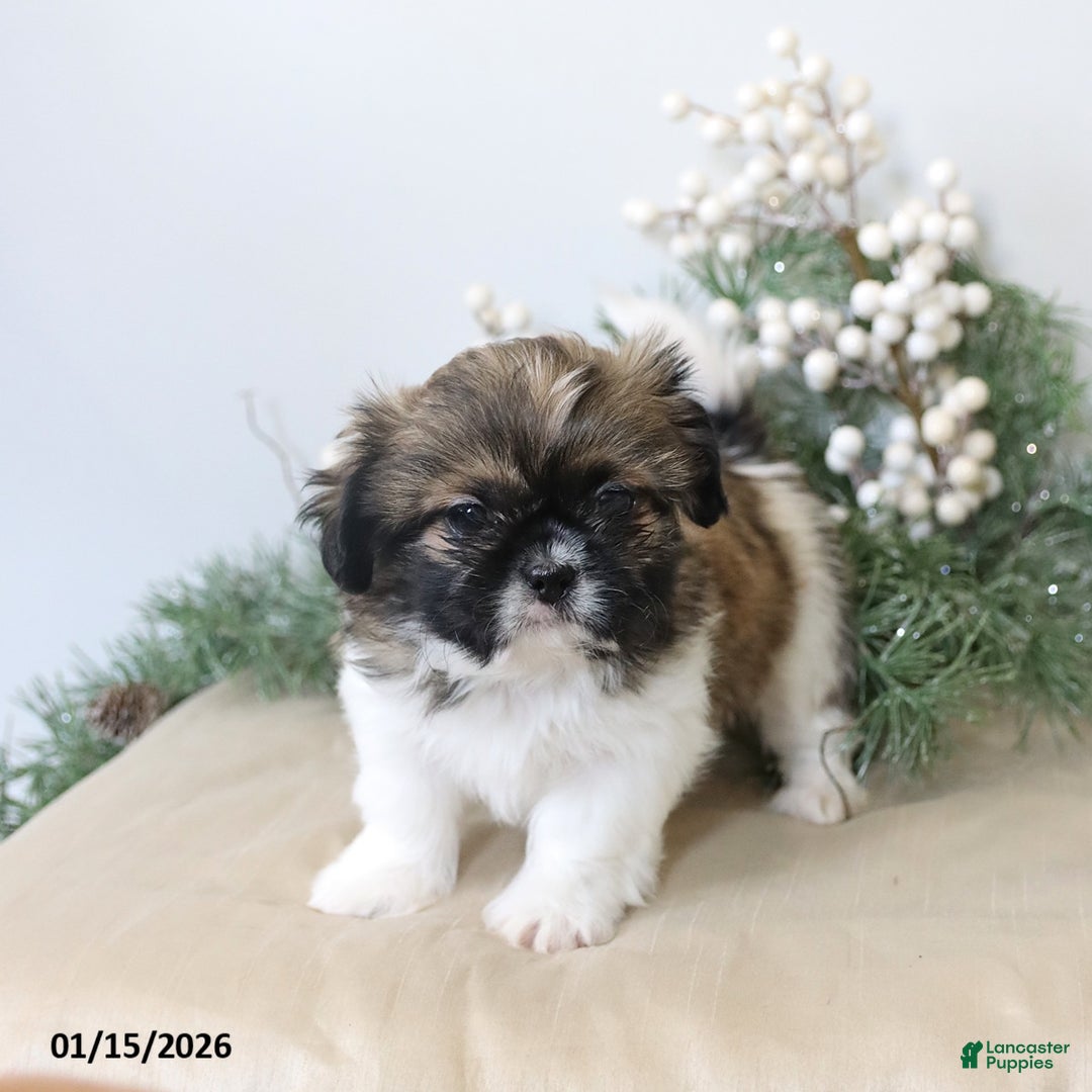 Shih Tzu dogs for sale: Felicity - Ad 4