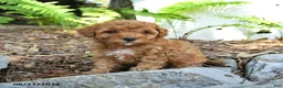 Havapoo dogs for sale: Tulip - Ad 3