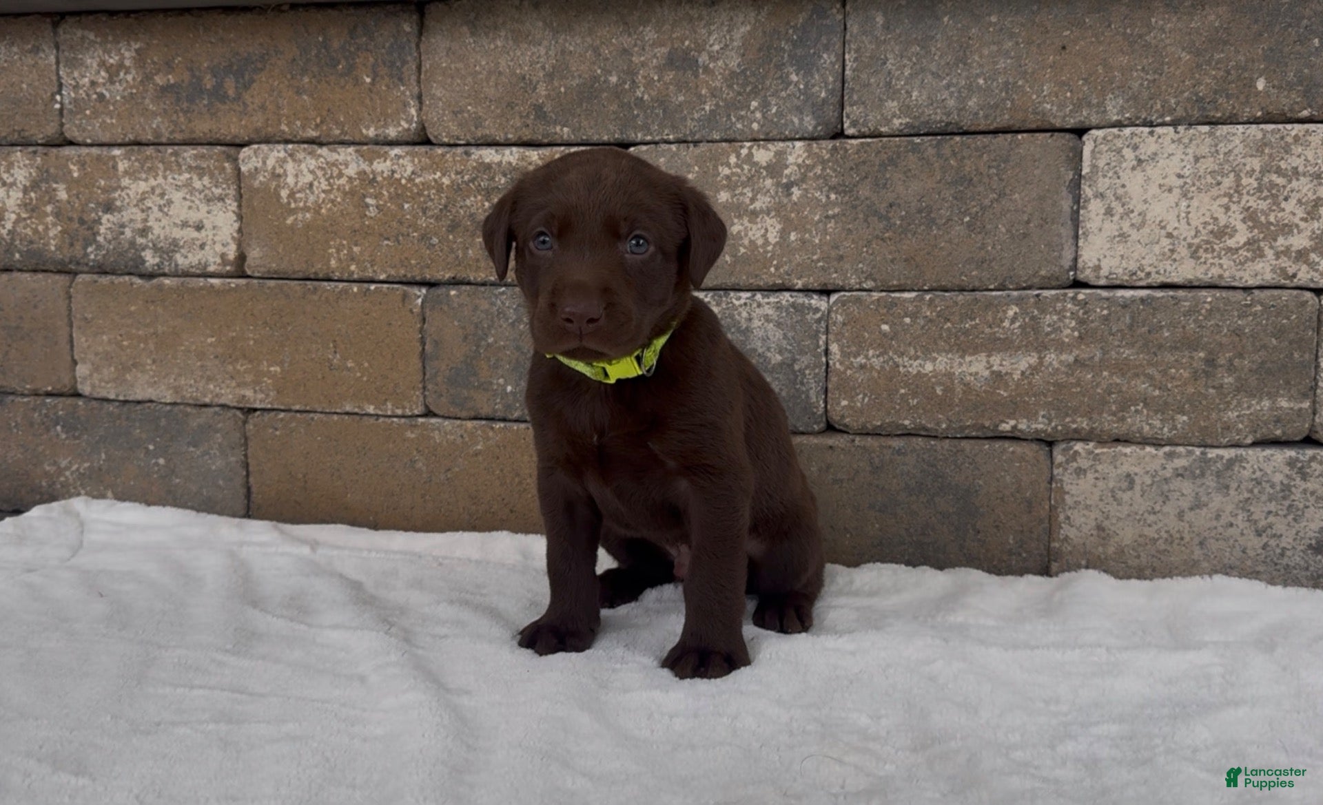 Labrador Retriever dogs Winchester  - Ad 1