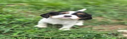 Cavalier King Charles Spaniel dogs for sale: Cavalier King Charles Spaniel 1 - Ad 1
