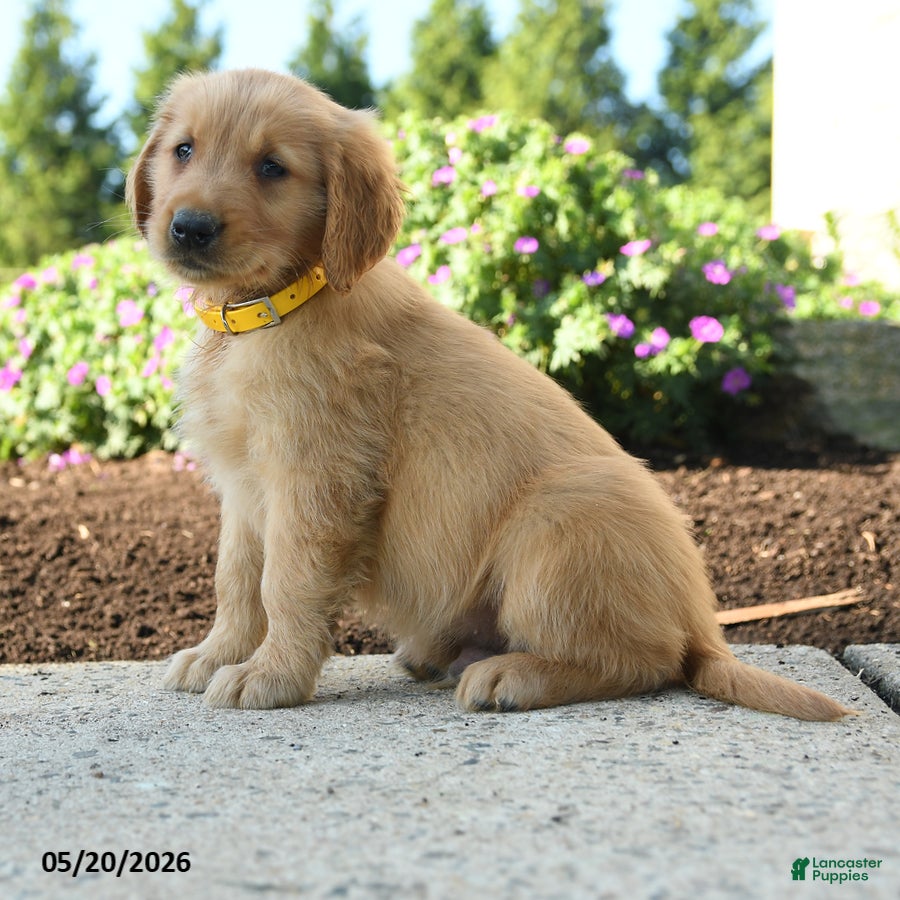 Golden Retriever dogs Hadley - Ad 2