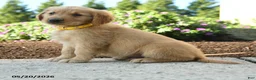 Golden Retriever dogs for sale: Hadley - Ad 2