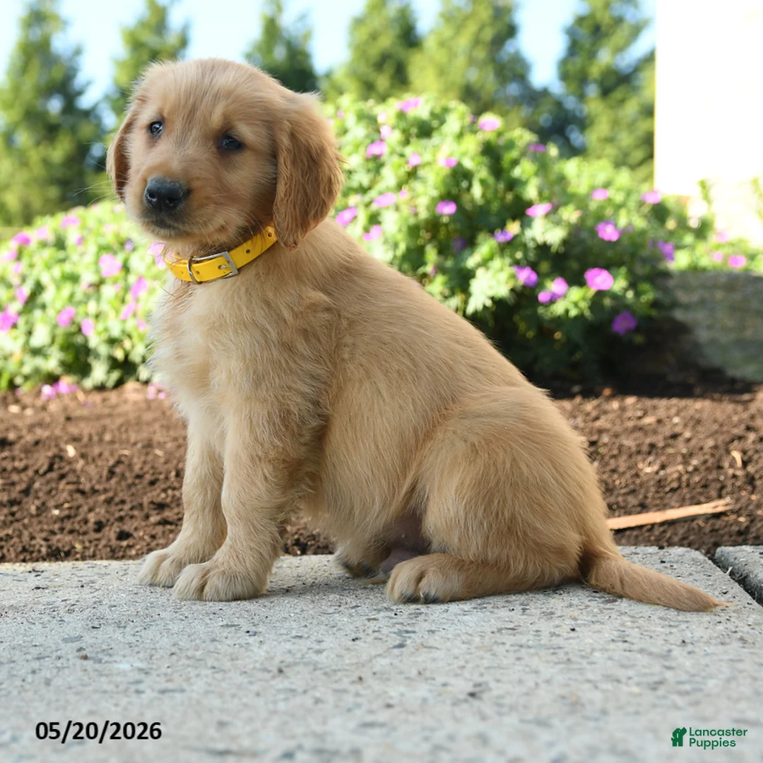 Golden Retriever dogs for sale: Hadley - Ad 2