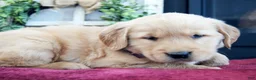 Golden Retriever dogs for sale: Cassie - Ad 2