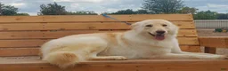 German Shepherd dogs for sale: Manny - Ad 3