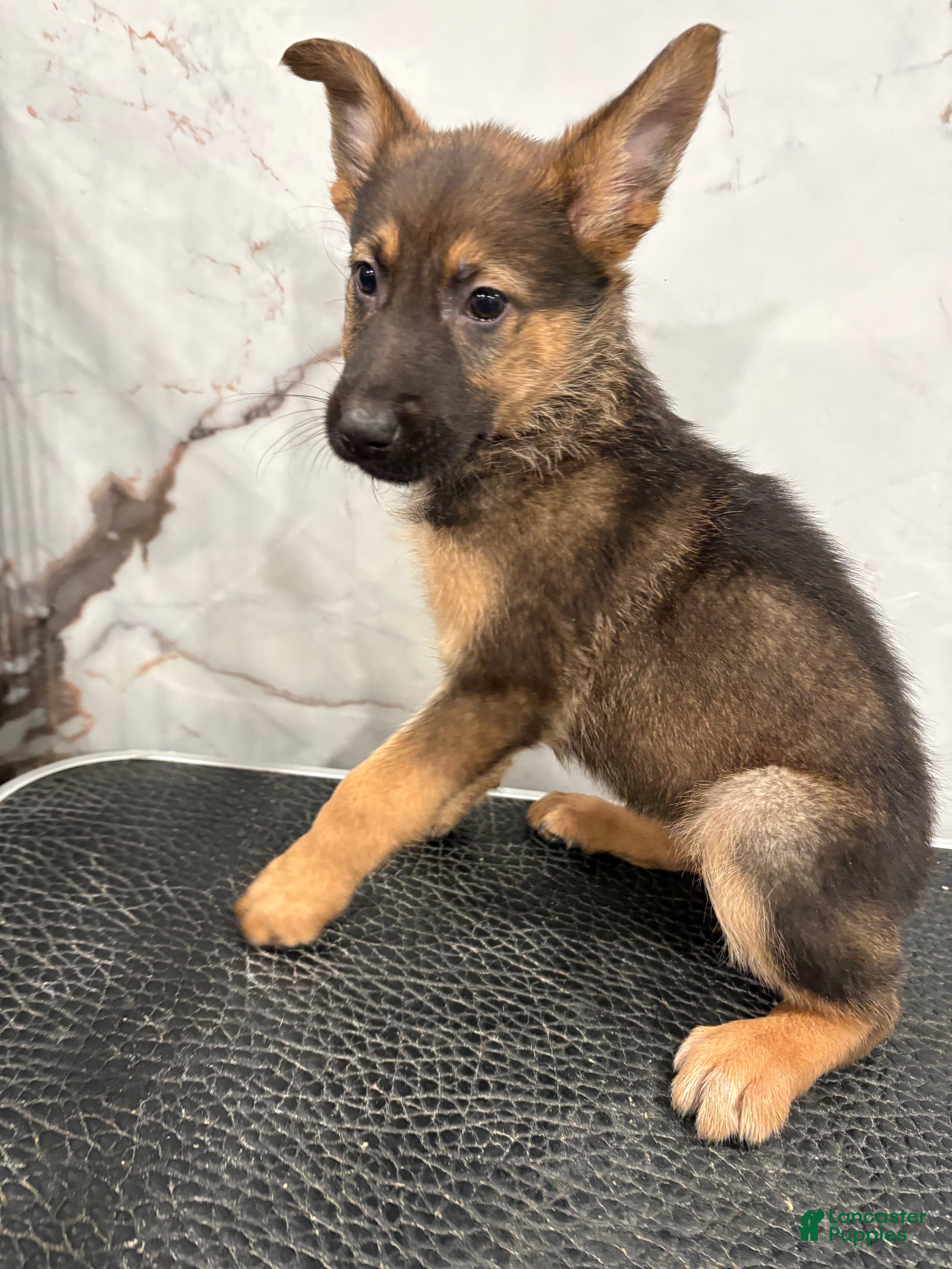 German Shepherd dogs German Shepherd Puppy 1 - Ad 33