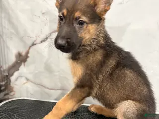 German Shepherd dogs German Shepherd Puppy 1 - Ad 29