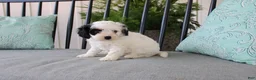 Cavapoo dogs for sale: Tulip - Ad 4