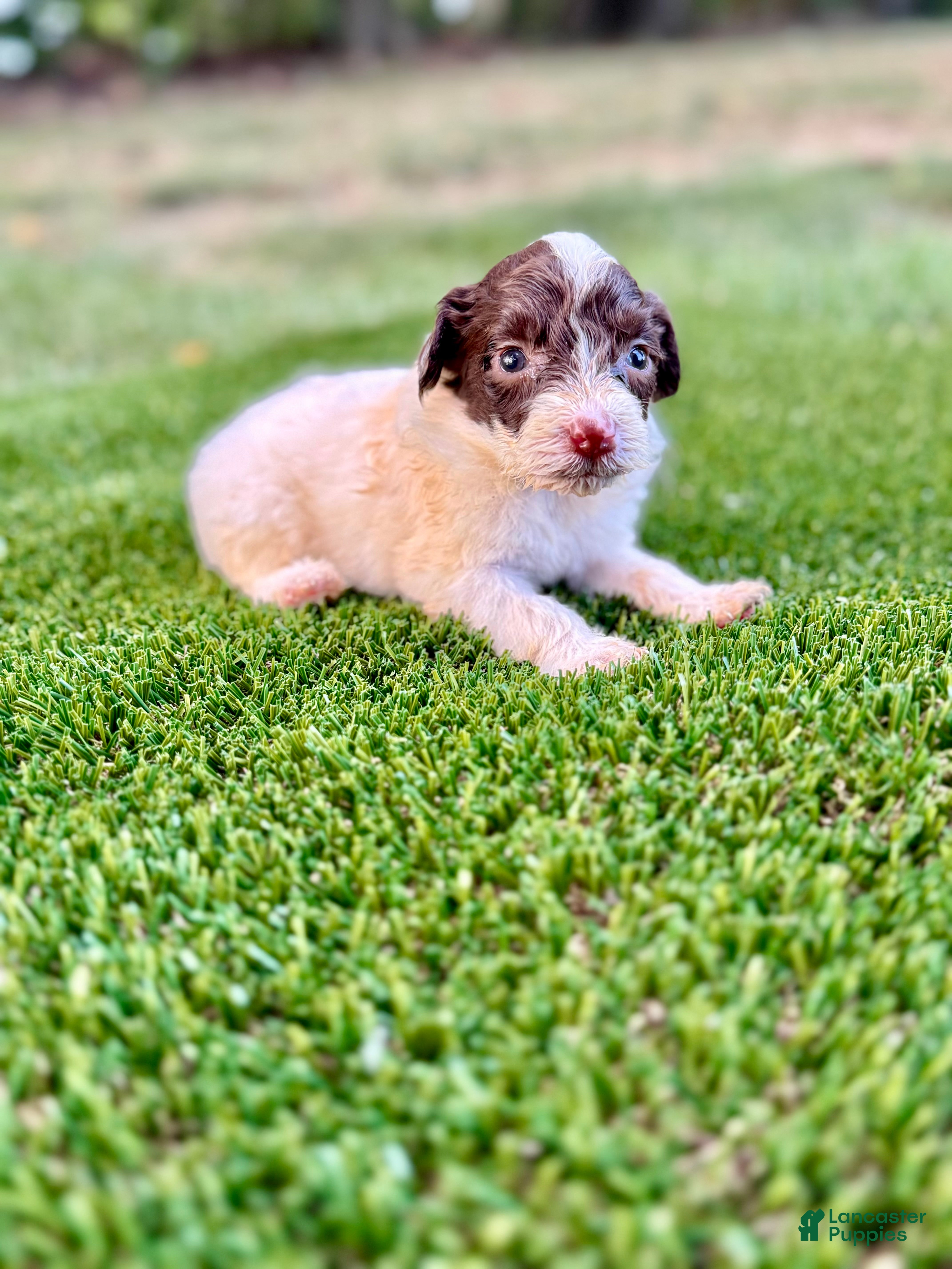 Portuguese Water Dog dogs Clover - Ad 1