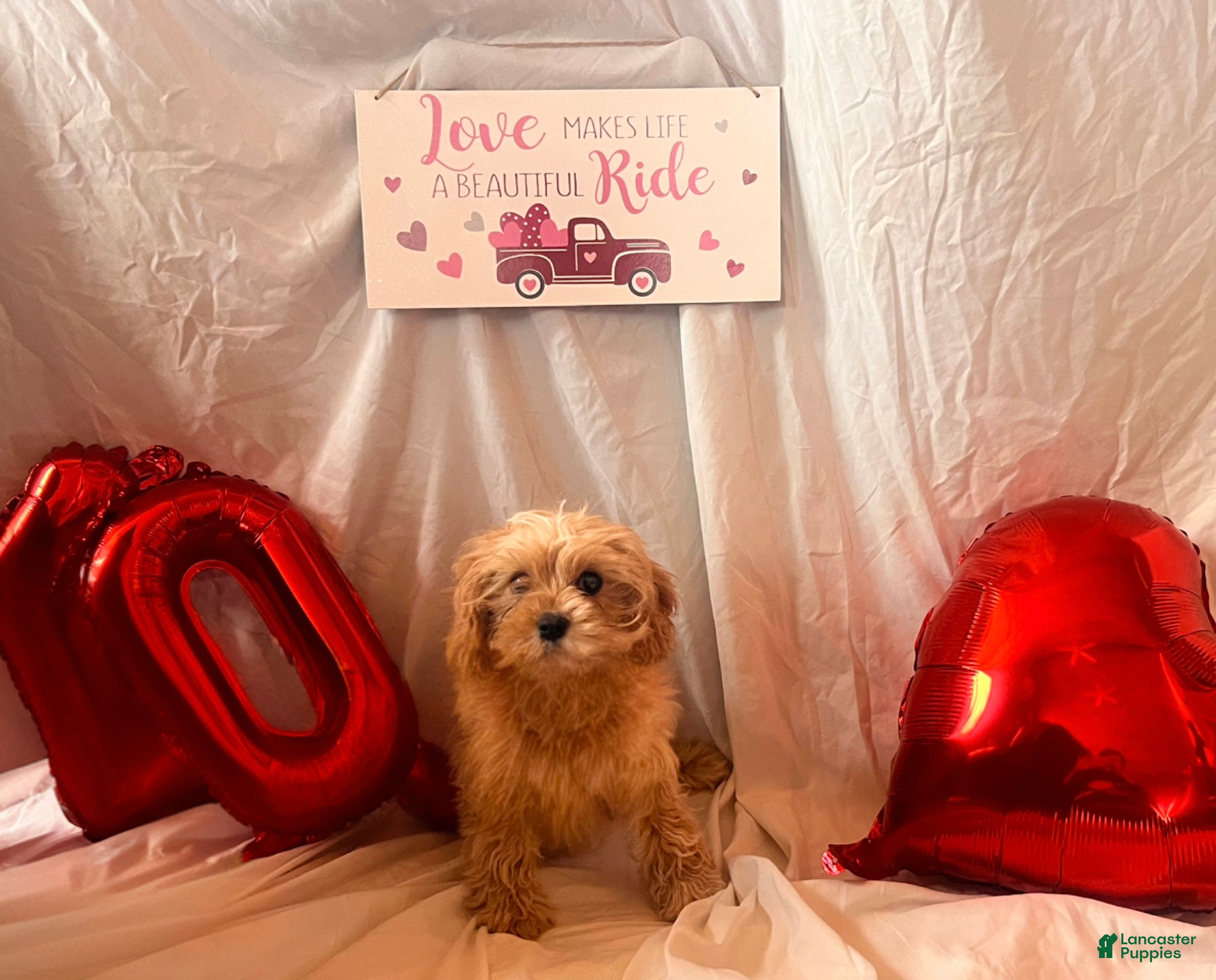 Cavapoo dogs Noel - Ad 30