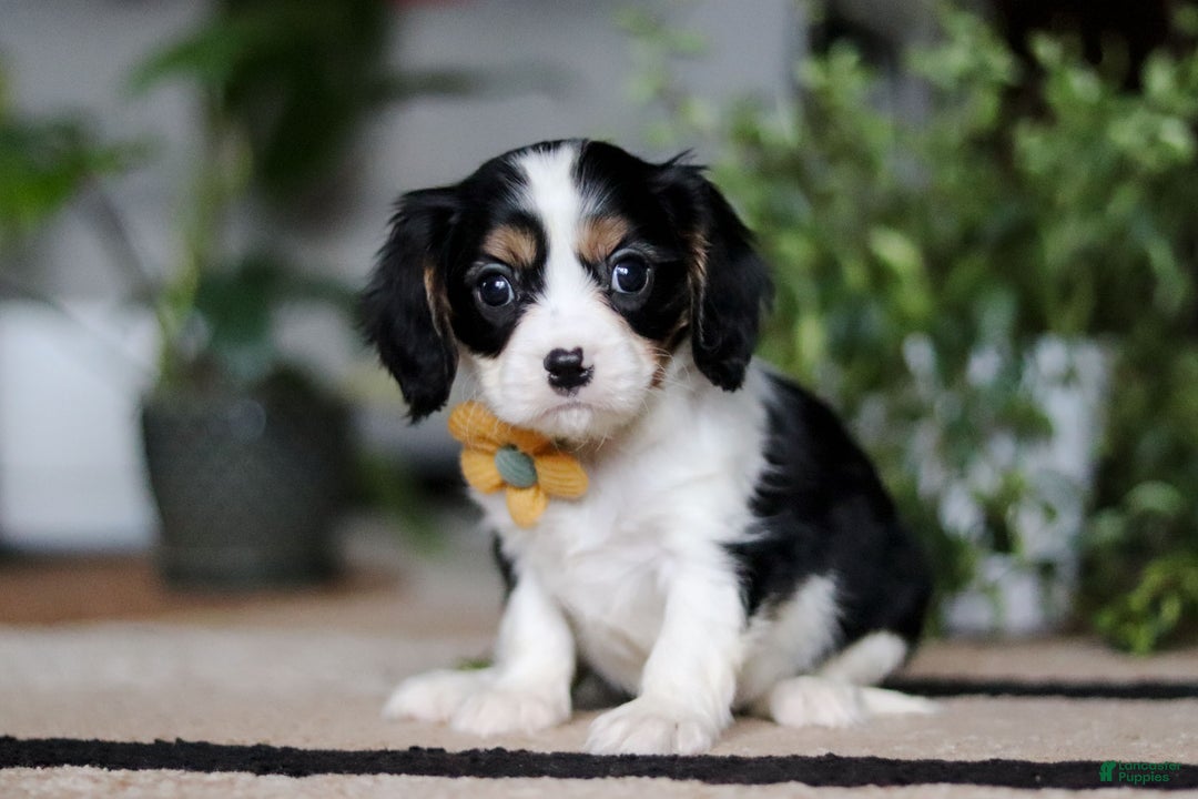 Cavalier King Charles Spaniel dogs for sale: Teddy - Ad 3