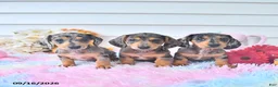 Miniature Dachshund dogs for sale: Indigo - Ad 5