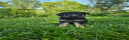 German Shepherd dogs for sale: Jack  - Ad 3