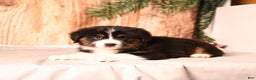 Miniature Australian Shepherd dogs for sale: Rudolph - Ad 3