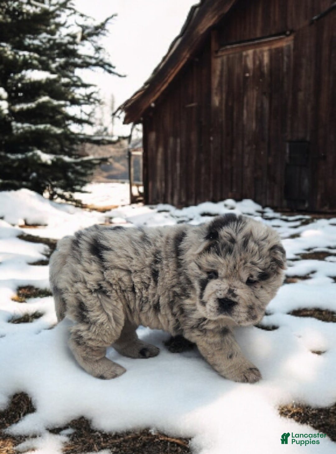 Shar Pei dogs for sale: Mabel merle mini Bear  - Ad 10