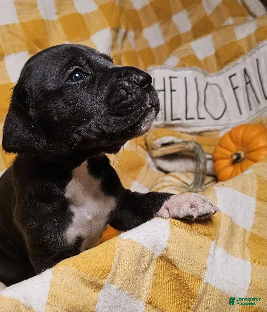 Great Dane dogs for sale: Ebony - Ad 4